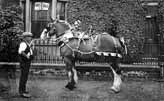 Eastrington: Mr William(?) Stead & Shire Horse
