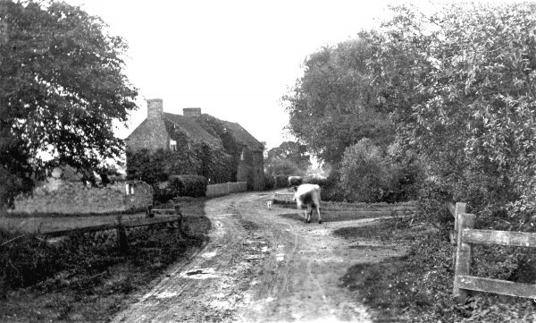 gilberdyke-scalby-lane-cow-again