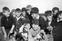 Potato picking