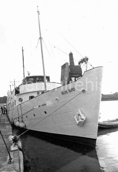 bluebird-at-goole