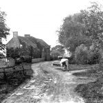 gilberdyke-scalby-lane-cow-again
